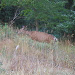 img_1812.jpg