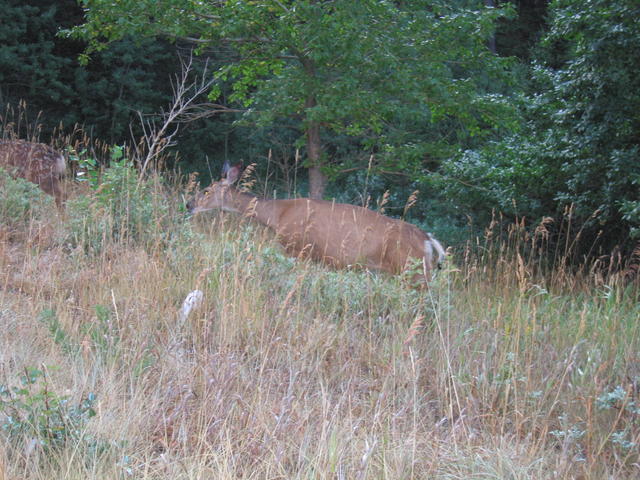 img_1812.jpg