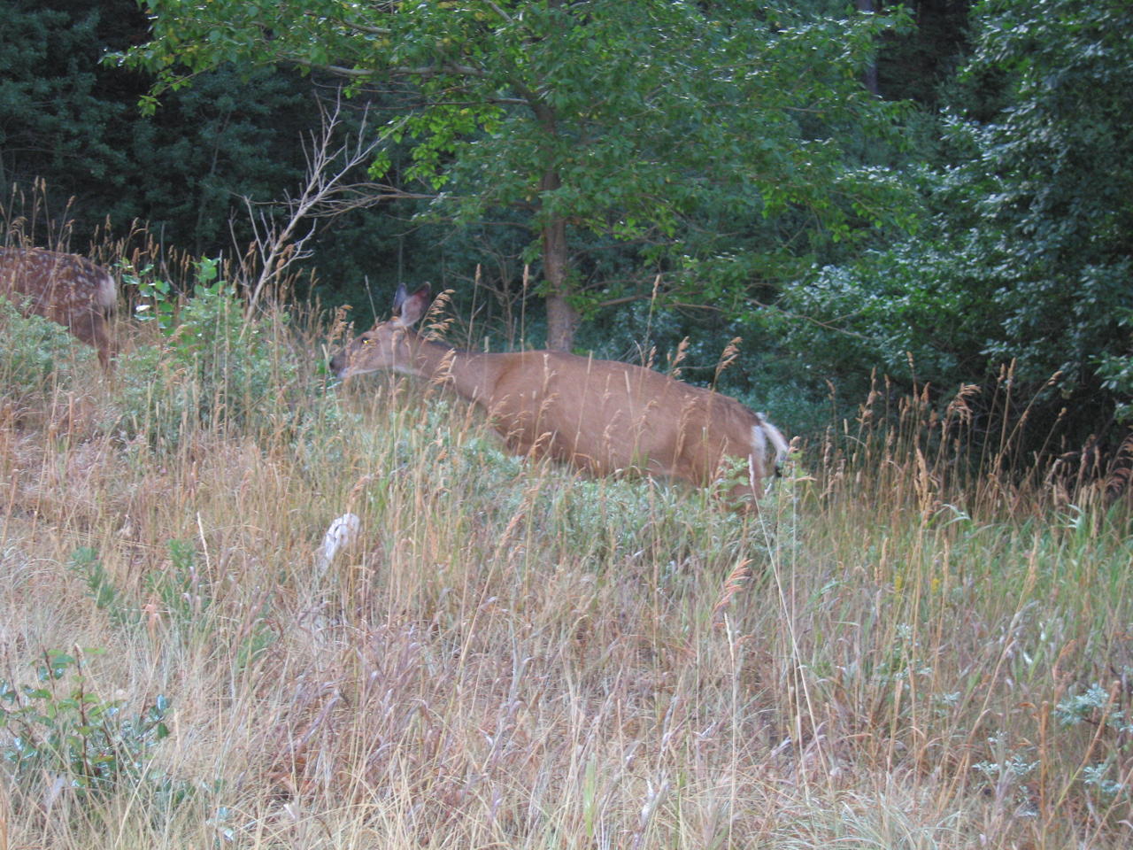 img_1812.jpg
