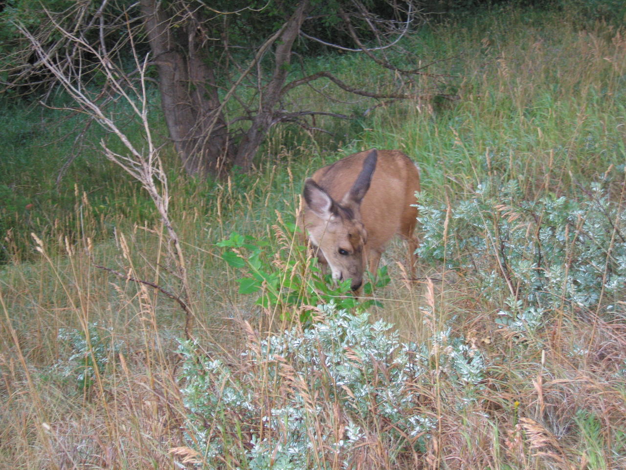 img_1813.jpg