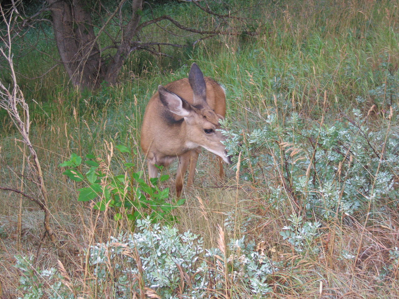 img_1814.jpg