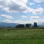 ste_0135.jpg