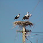 dsc00003.jpg