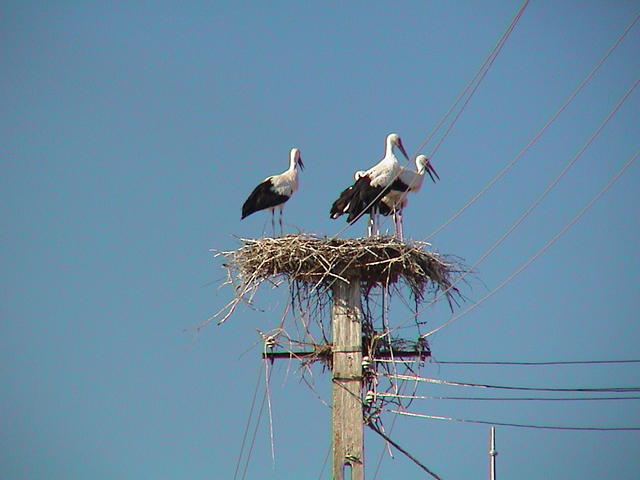 dsc00003.jpg