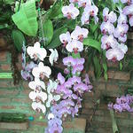 dsc00100.jpg