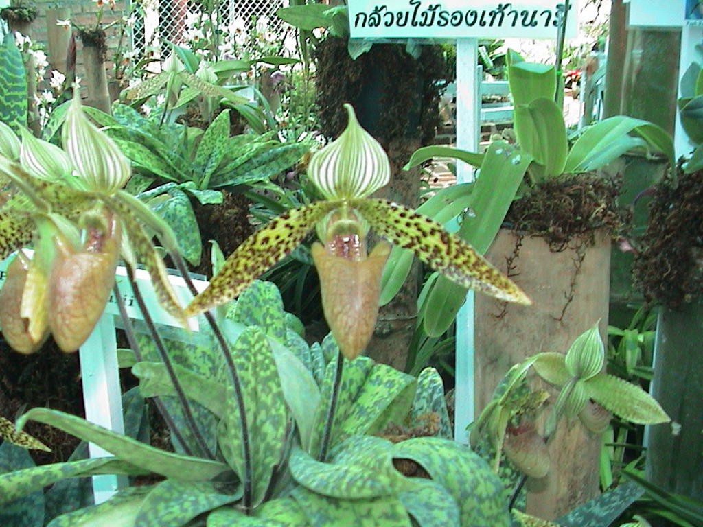 dsc00101.jpg