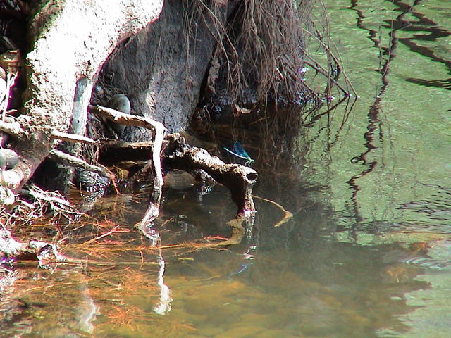 dsc00096.jpg