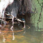 dsc00096.jpg
