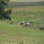 dsc00082.jpg