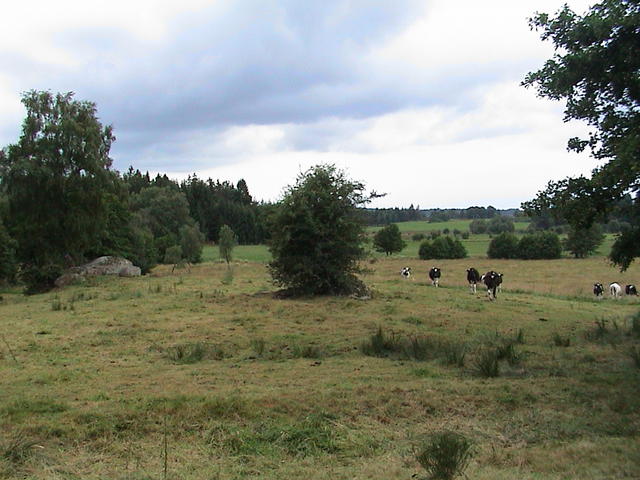 dsc00003.jpg