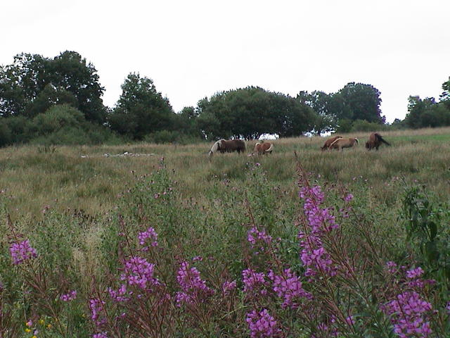 dsc00005.jpg