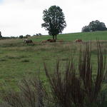 dsc00006.jpg