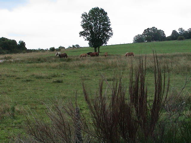 dsc00006.jpg