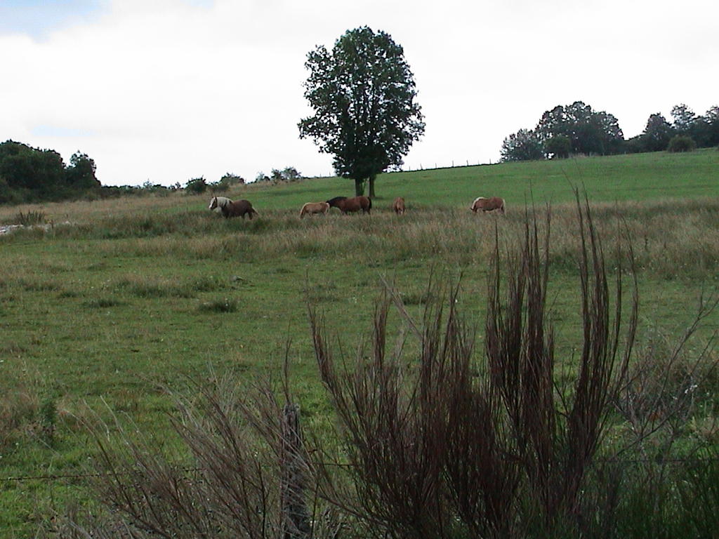 dsc00006.jpg