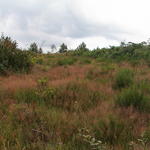 dsc00007.jpg