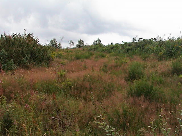 dsc00007.jpg
