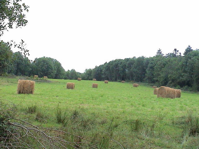 dsc00011.jpg