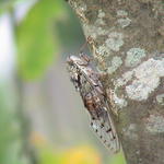 dsc00115.jpg