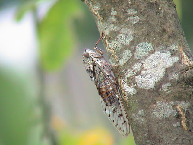 dsc00115.jpg