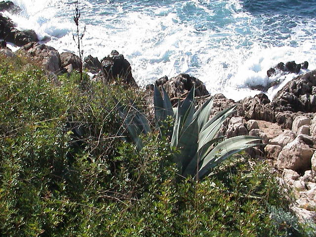 dsc00020.jpg