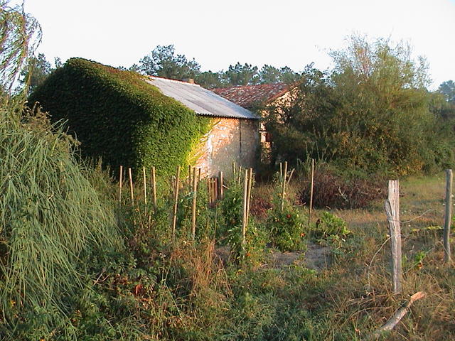 dsc00007.jpg