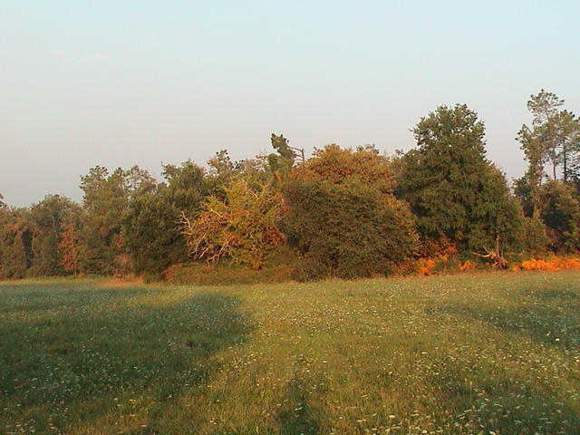 dsc00008.jpg