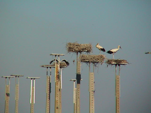 dsc00041.jpg