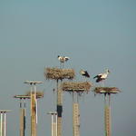 dsc00042.jpg
