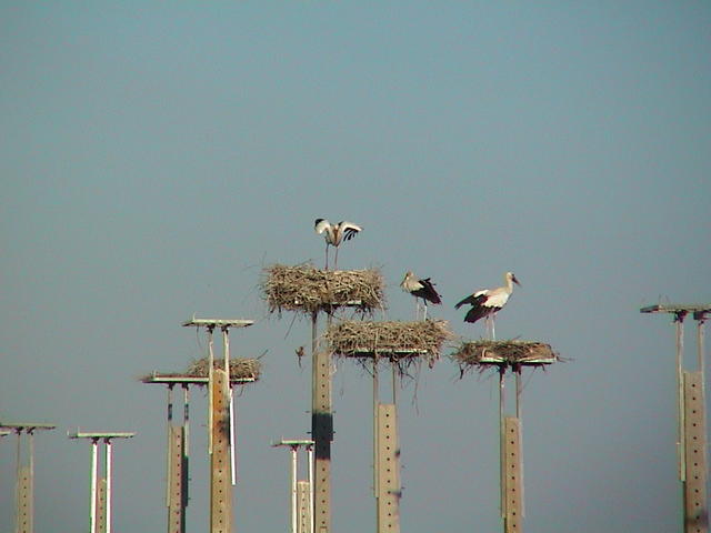 dsc00042.jpg