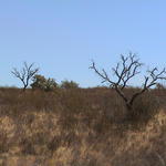 dsc00096.jpg