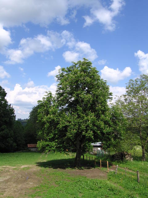 IMG_0727.JPG