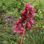 dsc00081.jpg