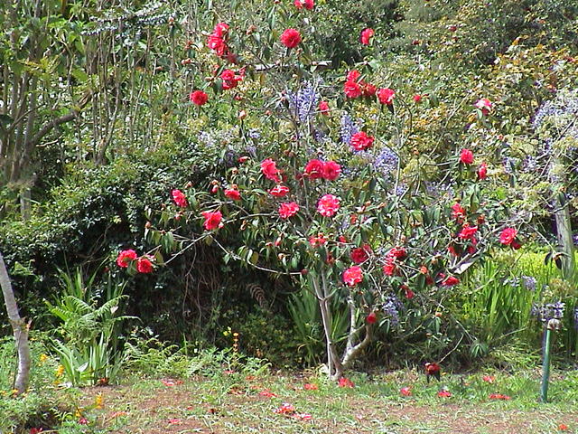 dsc00090.jpg