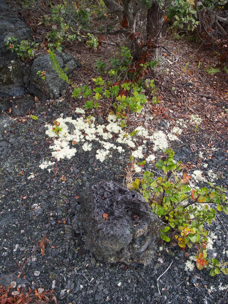 DSCN0273