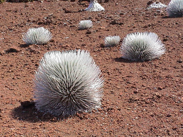 dsc00044.jpg