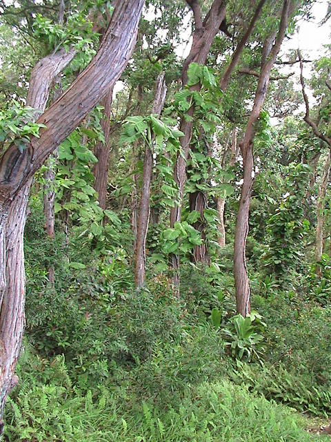dsc00117.jpg