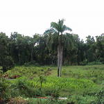 dsc00135.jpg