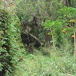 dsc00136.jpg