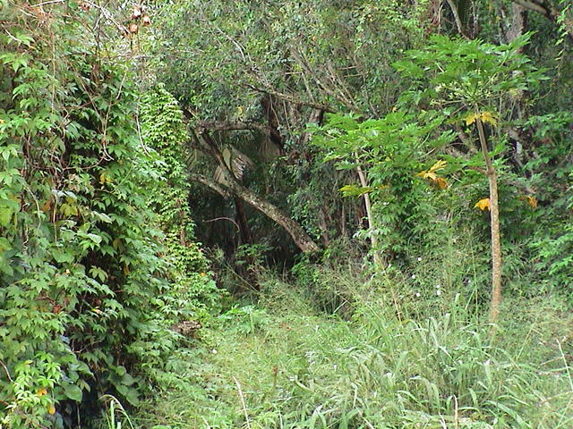 dsc00136.jpg