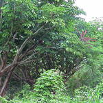 dsc00137.jpg