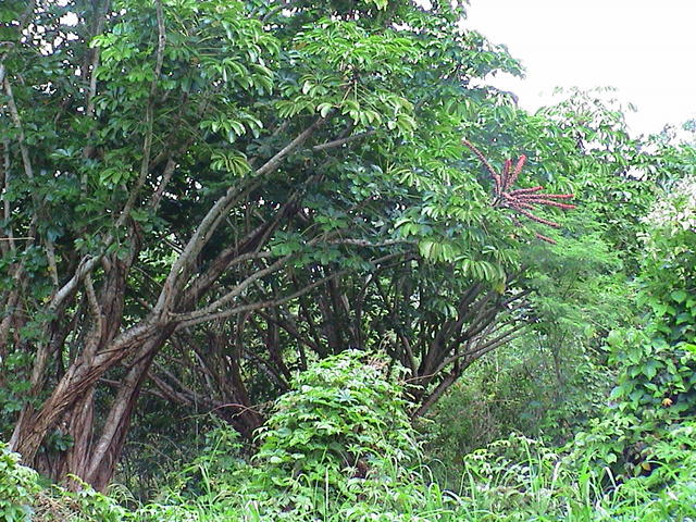 dsc00137.jpg