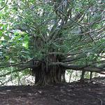 dsc00153-270.jpg