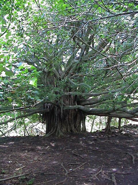 dsc00153-270.jpg