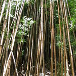dsc00162.jpg