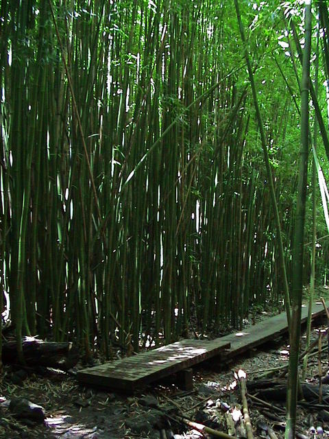 dsc00165.jpg