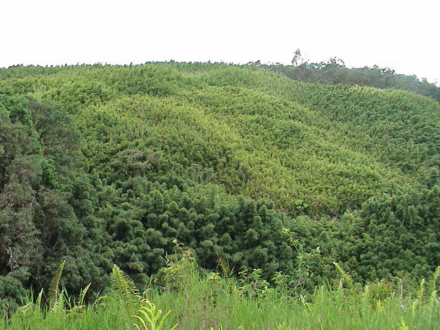 dsc00217.jpg