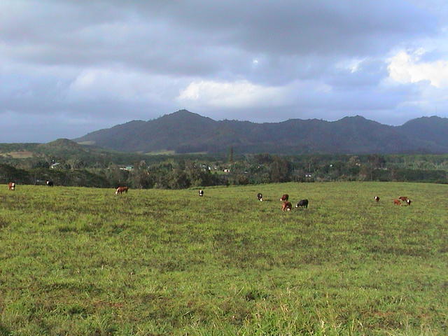 dsc00008.jpg