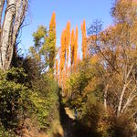 dsc00085.jpg