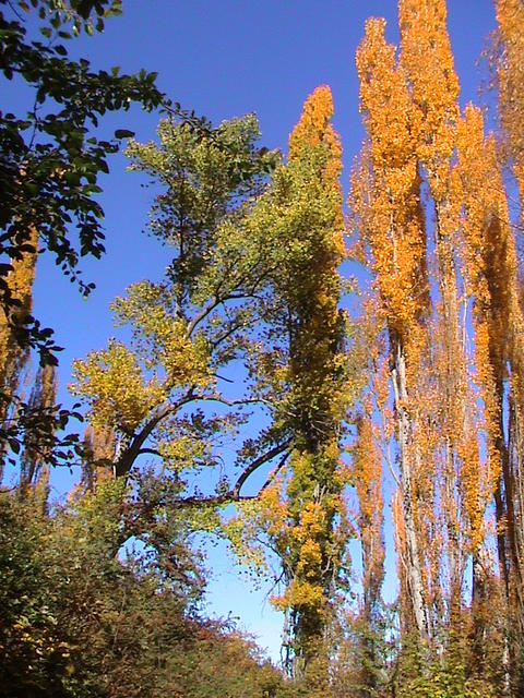 dsc00086.jpg
